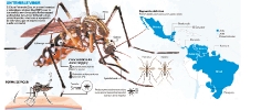 Infográficos sobre el Zika_15
