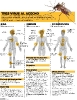 Infográficos sobre el Zika_7