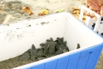 Liberación de tortugas tinglar en Playa Manresa 7 de agosto 2014._1