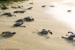 Liberación de tortugas tinglar en Playa Manresa 7 de agosto 2014._4