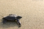 Liberación de tortugas tinglar en Playa Manresa 7 de agosto 2014._6