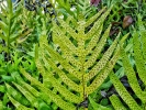 Turista en casa: El Jardín Botánico Nacional