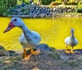 Turista en casa: El Jardín Botánico Nacional