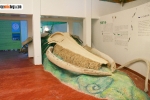 Museo de la Ballena Samaná._10