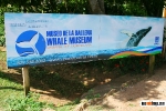 Museo de la Ballena Samaná._12