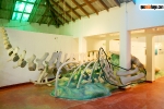 Museo de la Ballena Samaná._8